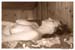 carolinef-sepia-09