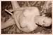 carolinef-sepia-10